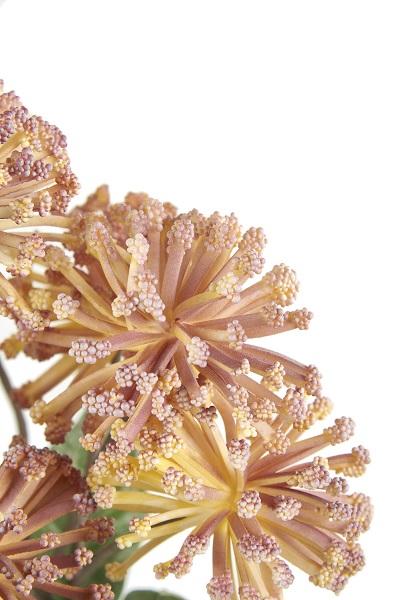 1P196 Umelý kvet Protea Nutan LNN 80 cm