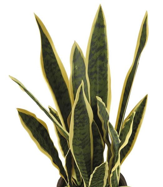 1N24 Umelé rastliny Sansevieria LNN Ø 17,5 x 68 / Ø 17,5 x 86 cm (2ks)